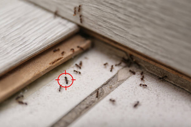 Best Commercial Pest Control Services  in Indian Rocks Beach, FL