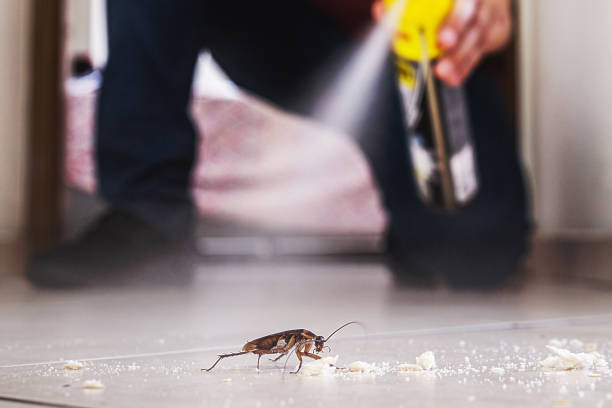 Reliable Indian Rocks Beach, FL Pest Control Solutions